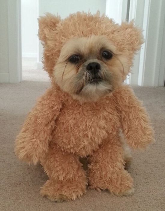 munchkin, shih tzu, teddy bear dog