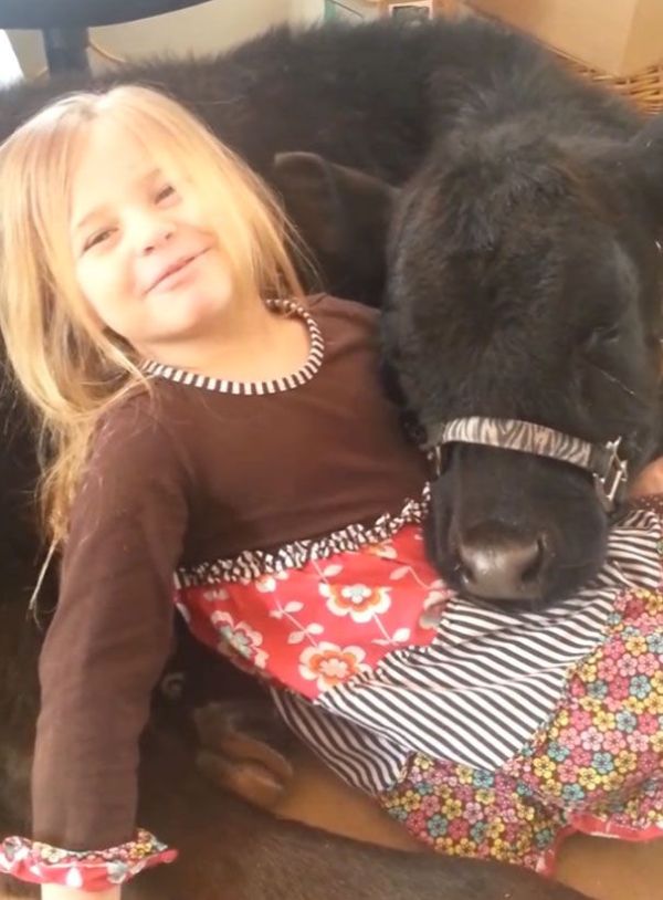 little girl with a baby cow