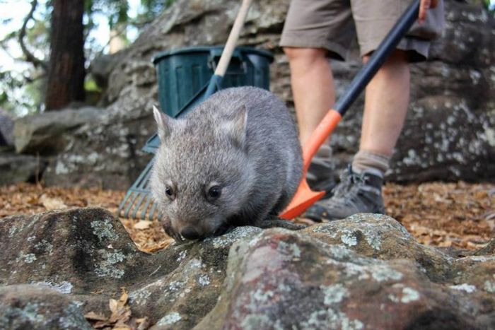 Wombat orphan finds a new family, Taronga Zoo, Sydney, New South Wales, Australia