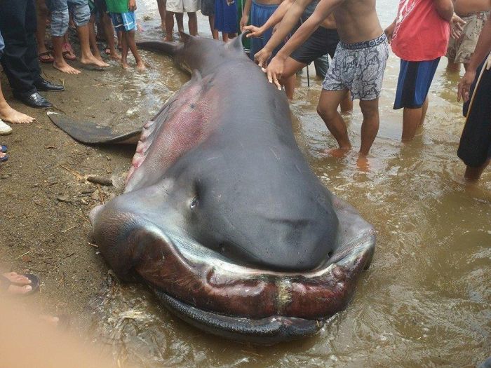 Megamouth shark, Barangay Marigondon, Cavite, Calabarzon, Philippines