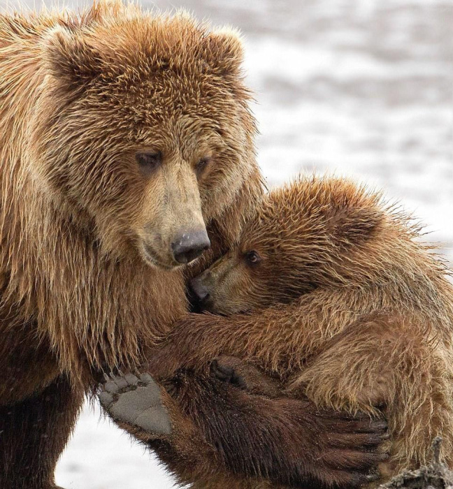 bear cub hug.