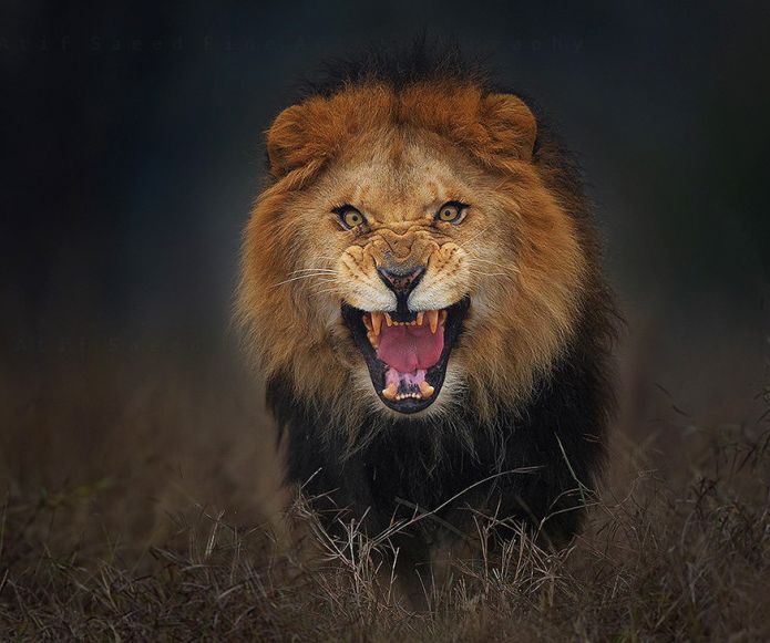lion attacks a photographer