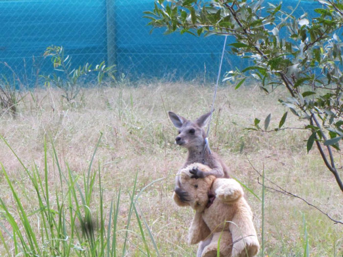 orphaned baby kangaroo with a teddy bear