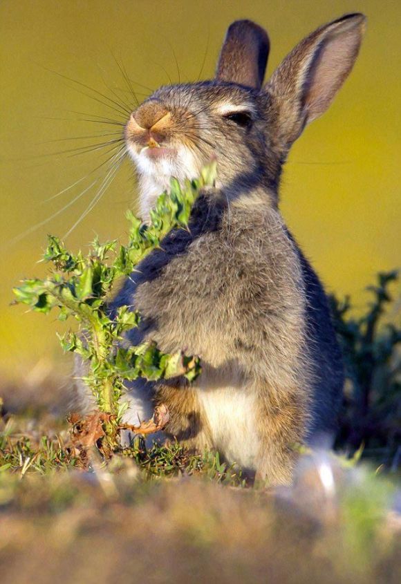 rabbit eating a plant