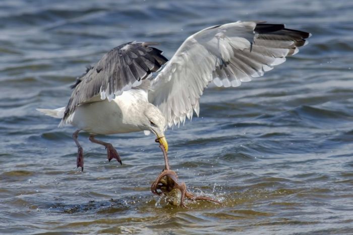 seagull hunting an octopus