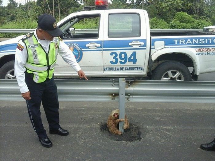 sloth rescued on the highway