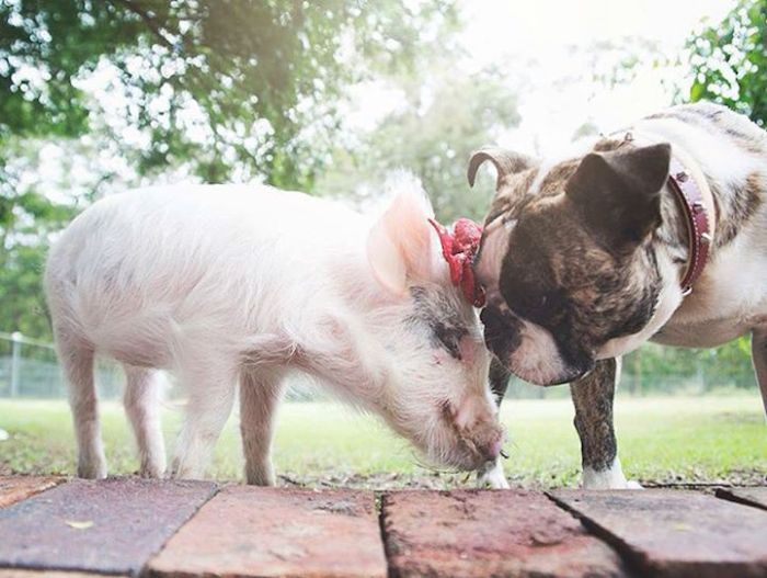 pig and dogs