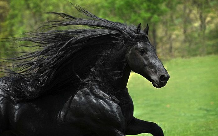 horse with a long mane