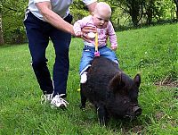 Fauna & Flora: piglet, miniature pig