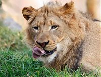 Fauna & Flora: lion love