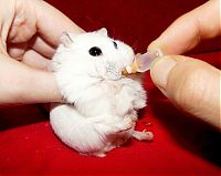 Fauna & Flora: charming hamster with an unusually expressive eyes