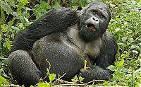 TopRq.com search results: Rwanda, Gorilla by Andy Rose