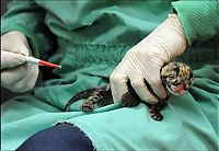 Fauna & Flora: Two small leopard born at the National Zoo research center