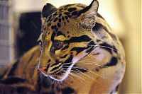 Fauna & Flora: Two small leopard born at the National Zoo research center