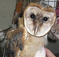 TopRq.com search results: hypnotic owls