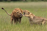 Fauna & Flora: beware of lioness
