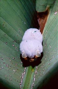 Fauna & Flora: white bats