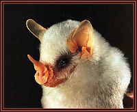 Fauna & Flora: white bats