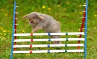 TopRq.com search results: rabbit jumper