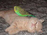 Fauna & Flora: cat and bird couple