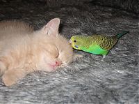 TopRq.com search results: cat and bird couple