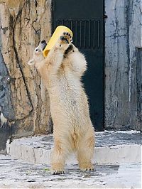 TopRq.com search results: playful polar bear