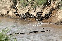 TopRq.com search results: migration of wild animals