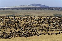 TopRq.com search results: migration of wild animals