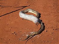 Fauna & Flora: snake eats iguana