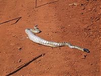Fauna & Flora: snake eats iguana