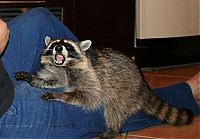 Fauna & Flora: Home raccoon