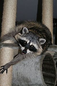 Fauna & Flora: Home raccoon