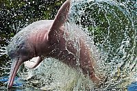 Fauna & Flora: Amazon River dolphin