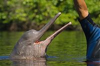 Fauna & Flora: Amazon River dolphin