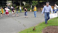 Fauna & Flora: Ducks saved, Spokane, Washington, United States