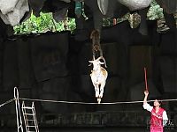 Fauna & Flora: goat on a rope