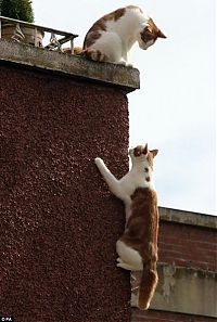 Fauna & Flora: spider cat