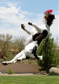 Fauna & Flora: dog acrobat
