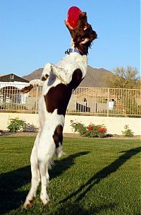 Fauna & Flora: dog acrobat