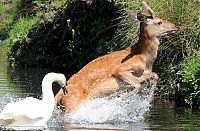 Fauna & Flora: deer against a swan