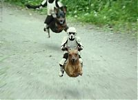 TopRq.com search results: animal acrobats
