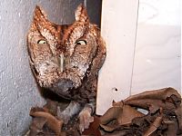 Fauna & Flora: Owl reveille