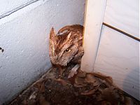 Fauna & Flora: Owl reveille