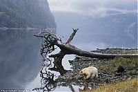 Fauna & Flora: Family white and black bears, British Columbia, Western Canada province