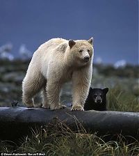 Fauna & Flora: Family white and black bears, British Columbia, Western Canada province
