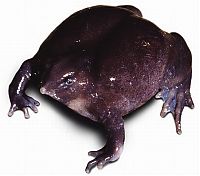 Fauna & Flora: the most rare frog in the world
