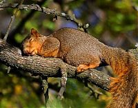 Fauna & Flora: sleeping animals