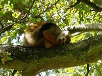 Fauna & Flora: sleeping animals