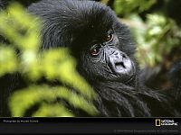 Fauna & Flora: Animal and wildlife photography by National Geographic