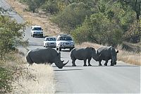 Fauna & Flora: Kruger National Park, South Africa